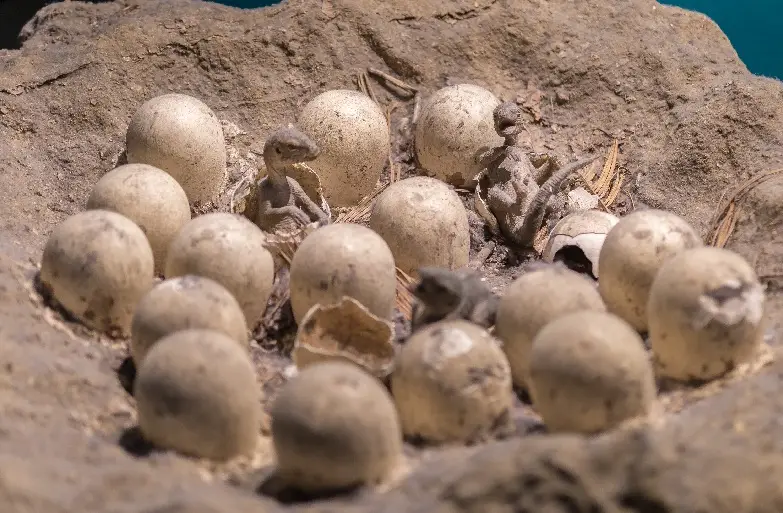 Summer Reading - Dinosaur Eggs