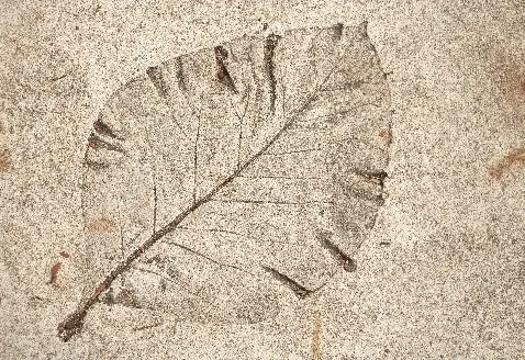 Fossils